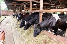 Chelsea Agric Land Suitability Project