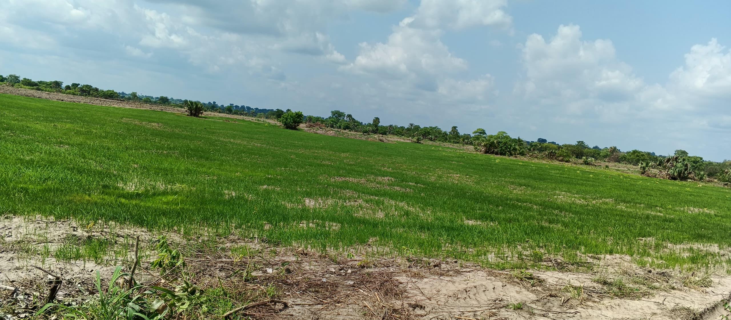 Land Analysis