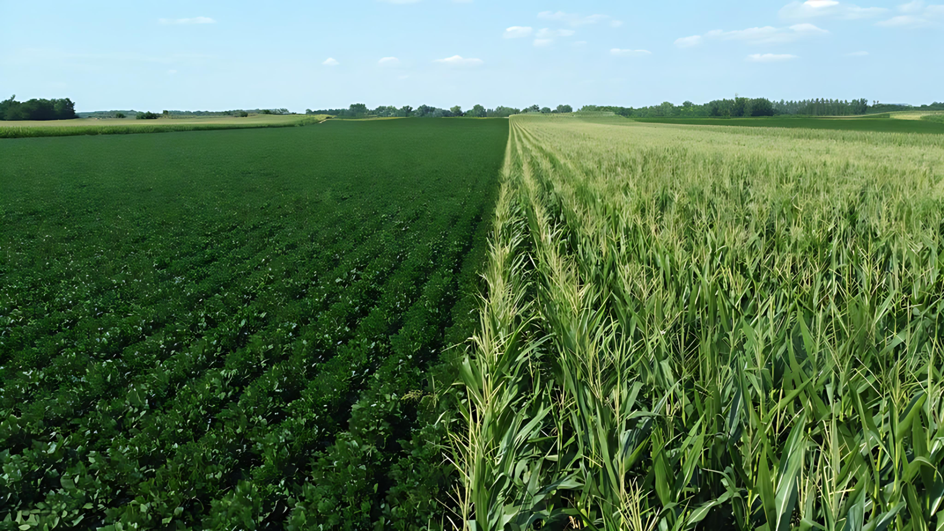 Maize and Soybean Yield